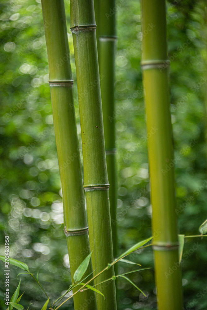 Thick green trunks of bamboo in Chinese wet jungles Thick green trunks of bamboo in Chinese wet jungles