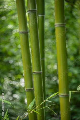 Fototapeta Naklejka Na Ścianę i Meble -  Thick green trunks of bamboo in Chinese wet jungles