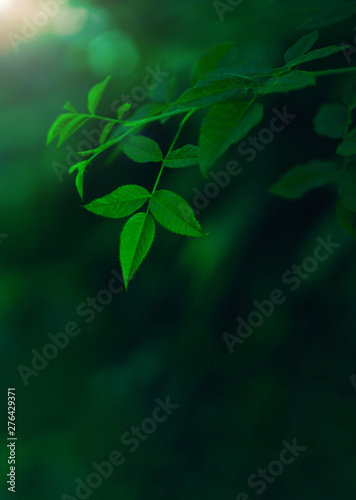 Fresh green leaves covering the wall. Natural green background from young green leaves.