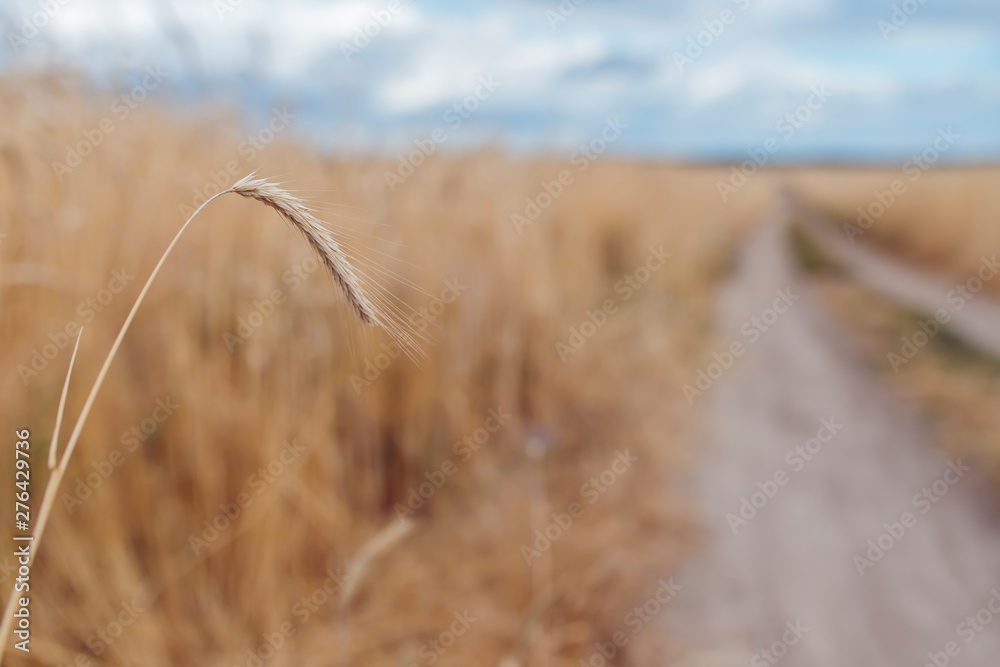 Obraz premium Wheat spikelet on the field