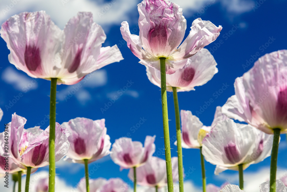 Pink Poppies Flowers in a Field WIth Blue Sky and White Clouds Pink Poppies Flowers in a Field WIth Blue Sky and White Clouds