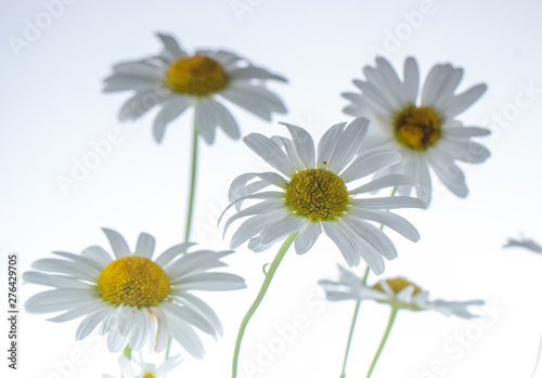 chamomile flower isolated on white background selective focus © maykal