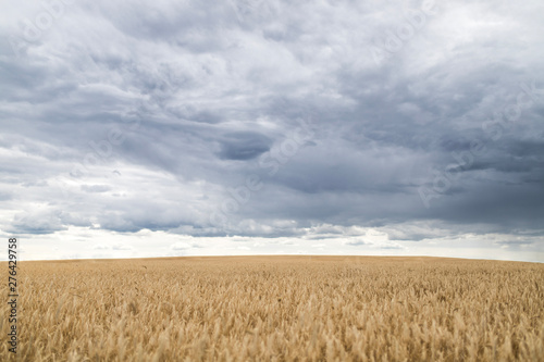 wheat field before a thunderstorm