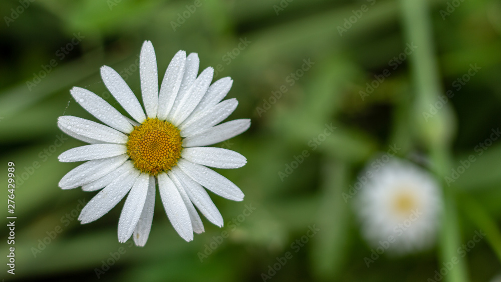 White daisy flower garden, with drops of dew on petals close-up White daisy flower garden, with drops of dew on petals close-up