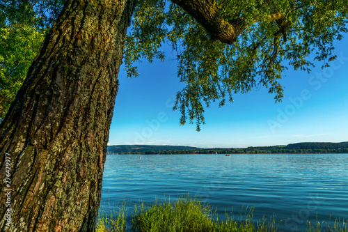 Baum am Seeufer Bodensee Sommer Ferien 