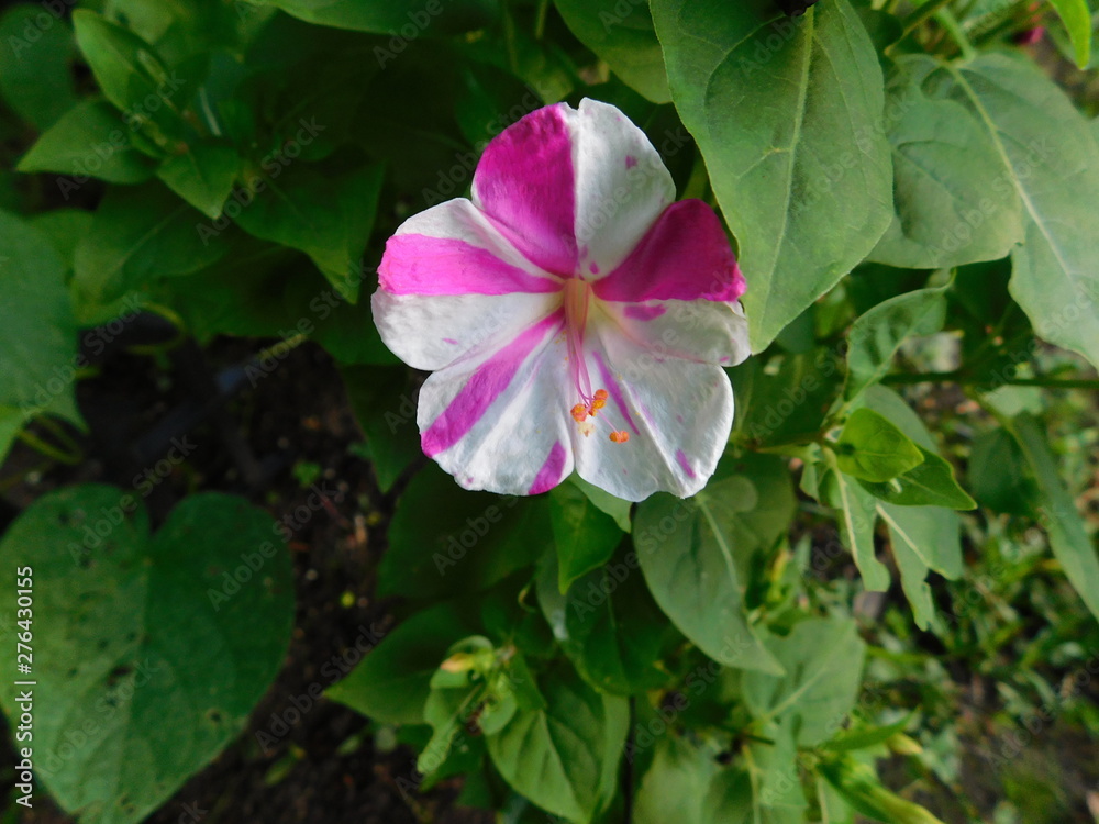 variegated pink and white four o'clock variegated pink and white four o'clock