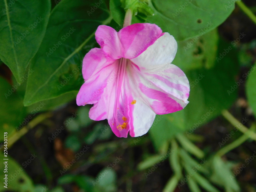 variegated pink and white four o'clock variegated pink and white four o'clock