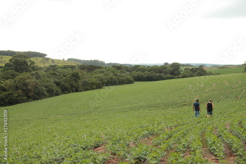 agriculture Bean plantation © Karine