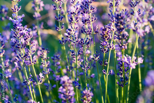 Lavender plant, green purple field flowers, blooming floral background