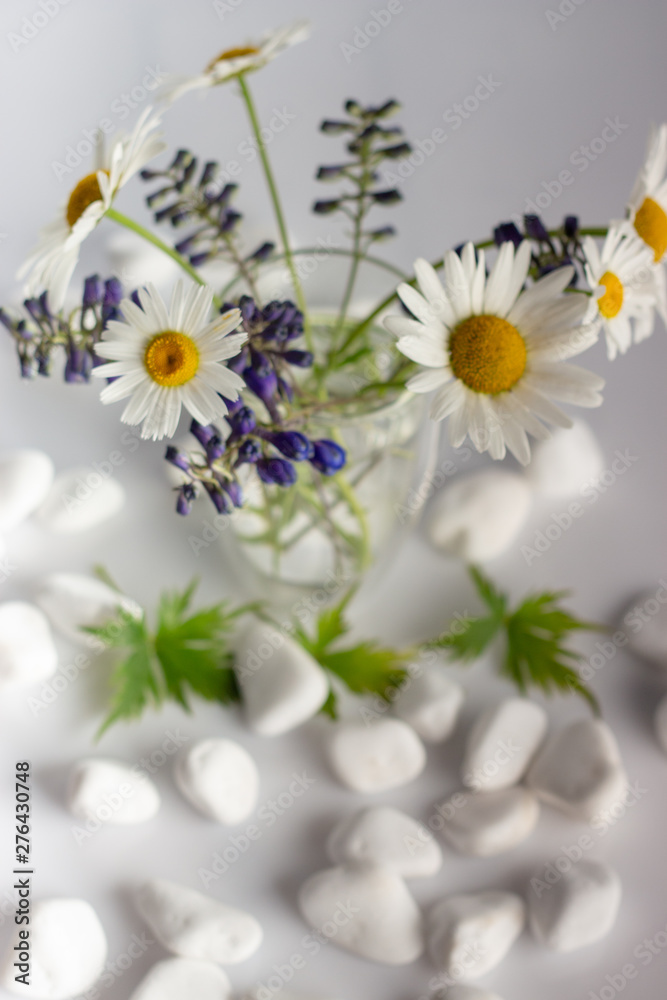 Obraz premium Chamomile flowers are covered with white stones for spa, relaxation concept, or chamomile tea.