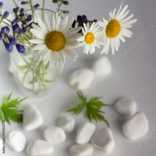 Chamomile flowers are covered with white stones for spa  relaxation concept  or chamomile tea.