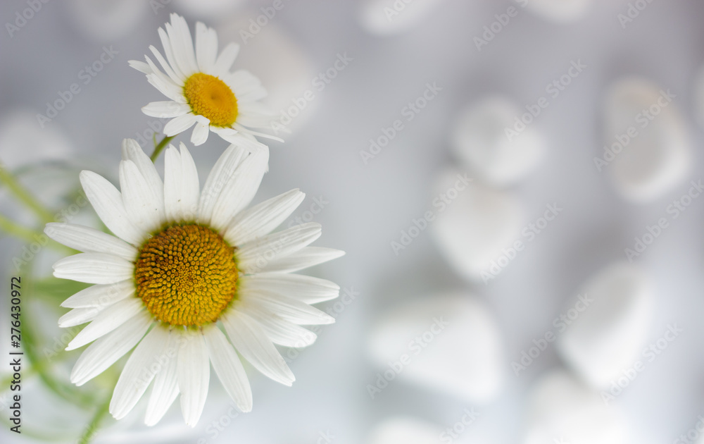Obraz premium Chamomile flowers are covered with white stones for spa, relaxation concept, or chamomile tea.