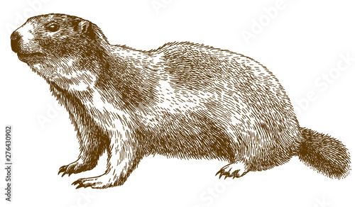 engraving illustration of alpine marmot photo