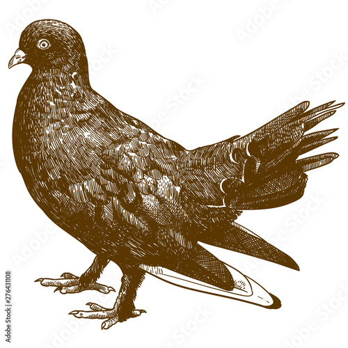 engraving illustration of black pigeon bird