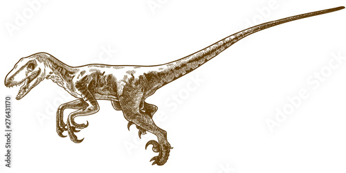 engraving illustration of Deinonychus antirrhopus