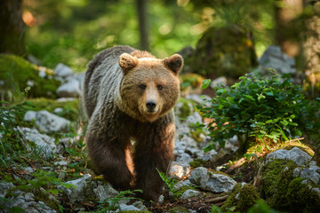 Wild brown bear (Ursus arctos) close up