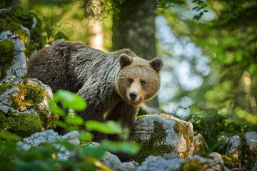Wild brown bear (Ursus arctos) close up