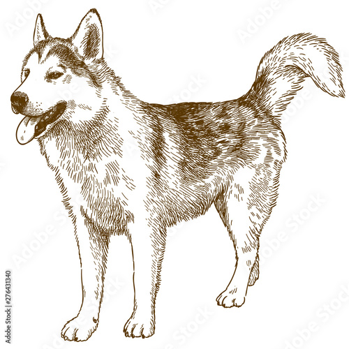 engraving drawing illustration of husky dog