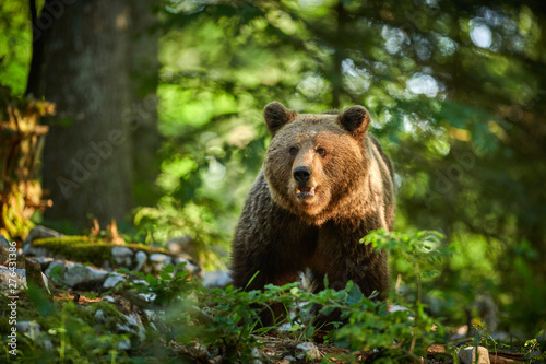 Wild brown bear (Ursus arctos) close up