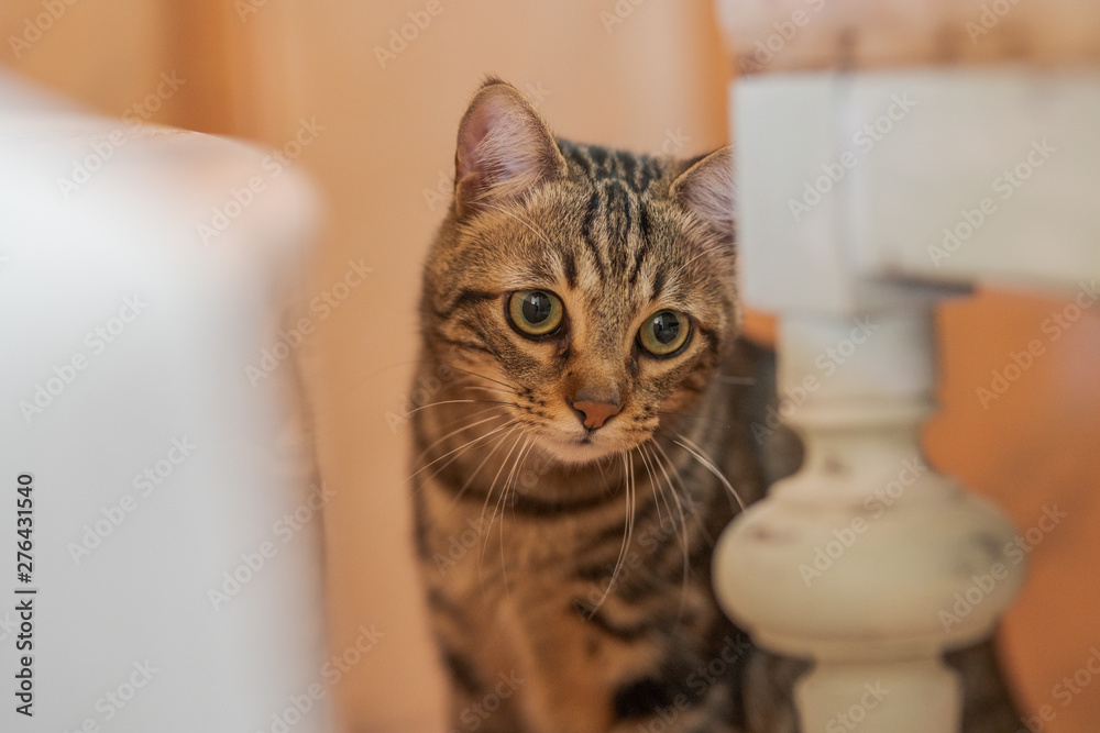 Cute short hair cat looking curious and snooping at home playing hide and seek