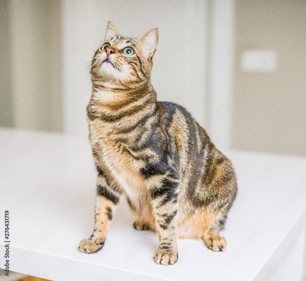 Cute short hair cat looking curious and snooping at home Cute short hair cat looking curious and snooping at home