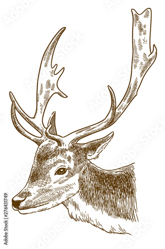 engraving illustration of spotted deer head