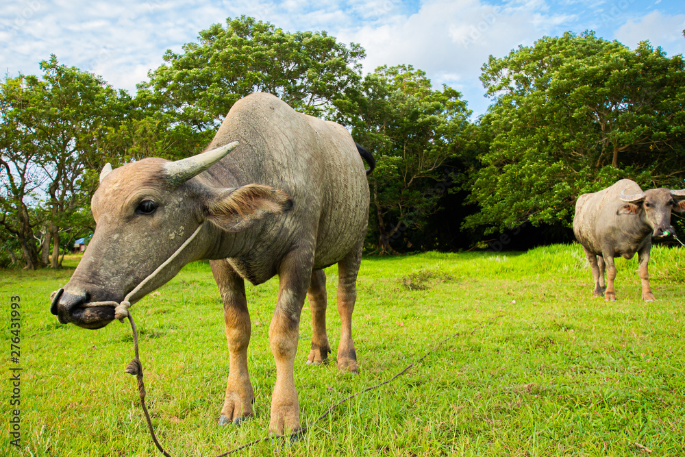 Fototapeta premium Thai buffalo is grown in bright green fields, at Phuket, Thailand.