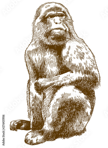 engraving drawing illustration of barbary macaque