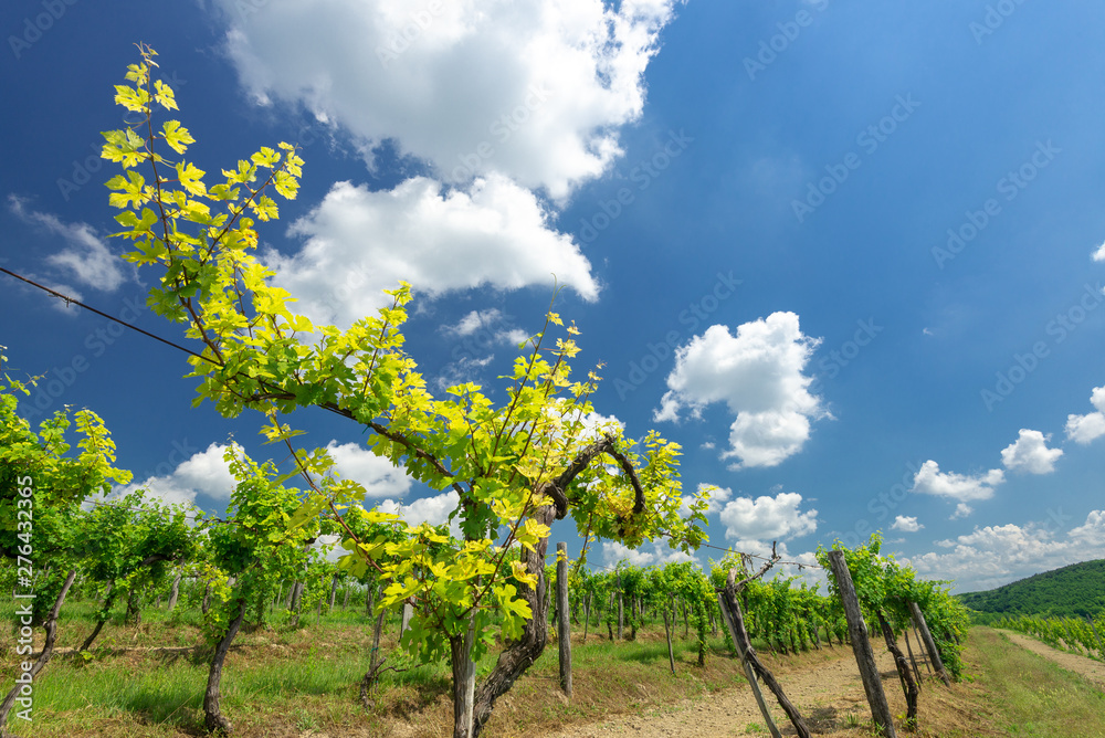 Viticulture: Old vineyard field with beautiful clouds and blue sky in summer. Cloud, background. Beautiful vineyard, Pannonhalma Wine Region in Hungary
