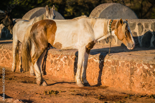 horses in paddock waiting to be unsaddled after a hard days work photo