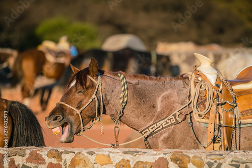 horses saddled up in paddock at ranch in the setting summer sun