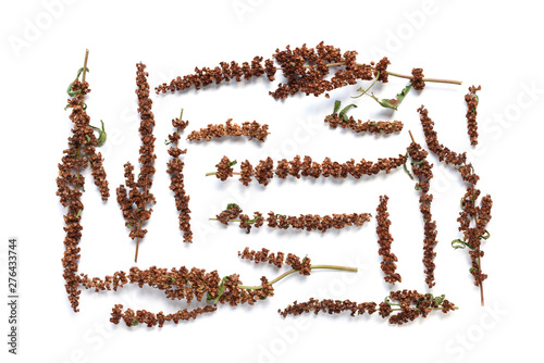 Dried Flower Pattern - Rumex Cripus plant on white background photo