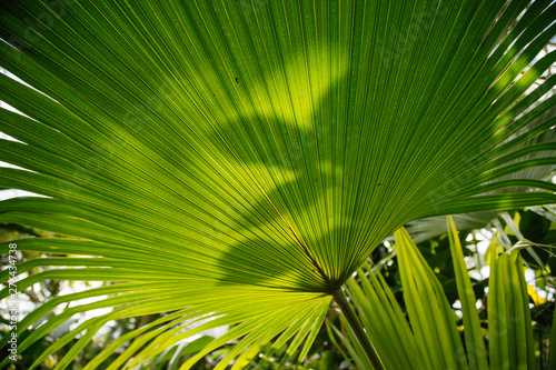 Palmate Palm Leaf