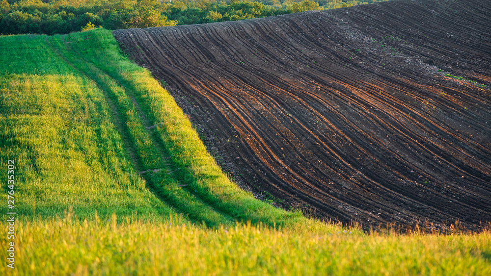 Fototapeta premium Farm land with path and wheat fields