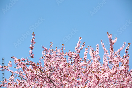 Branches of blossoming spring tree with tiny flowers against blue sky outdoors. Space for text