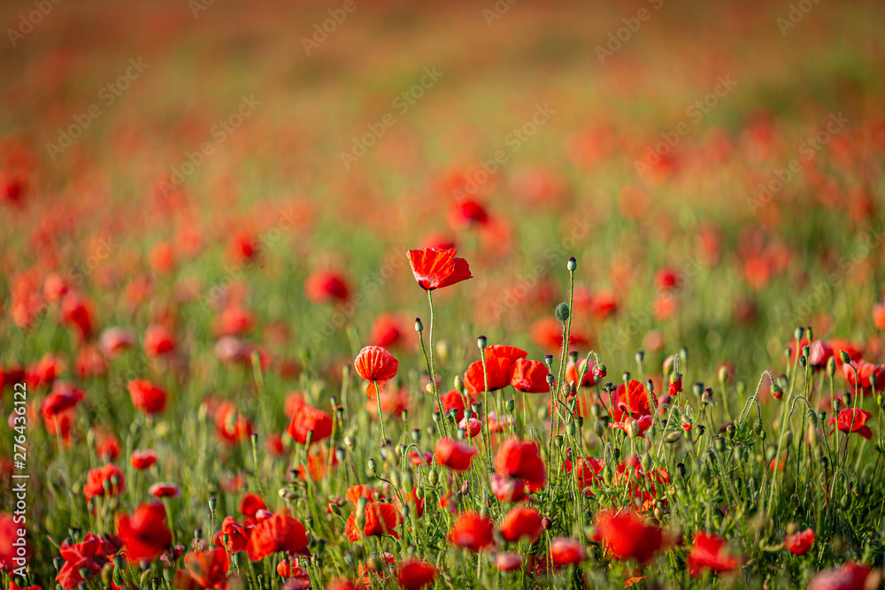 A poppy field in summer with a shallow depth of field