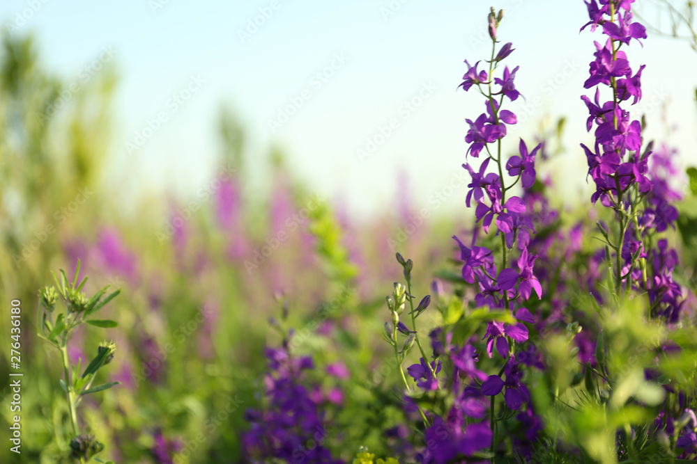 Obraz premium Beautiful wild flowers outdoors on sunny day. Amazing nature in summer