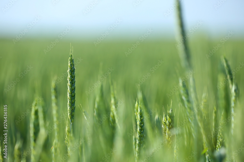 Wheat field on sunny day. Amazing nature in summer Wheat field on sunny day. Amazing nature in summer