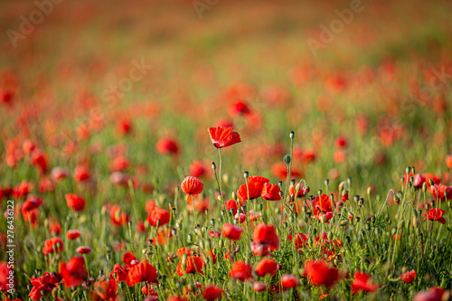 A poppy field in summer with a shallow depth of field