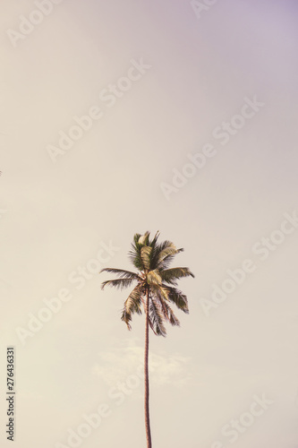 Lonely one tropical exotic coconut palm tree against big blue sky. Neutral background with retro bright punchy yellow and purple colors. Summer and travel concept on Phuket, Thailand.