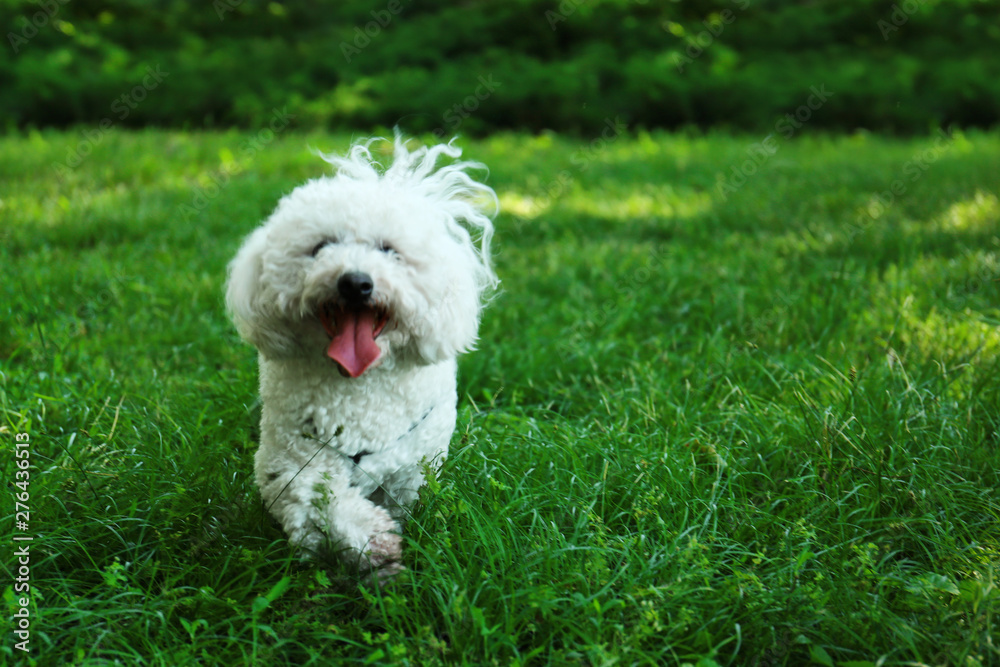 Cute fluffy Bichon Frise dog on green grass in park. Space for text Cute fluffy Bichon Frise dog on green grass in park. Space for text