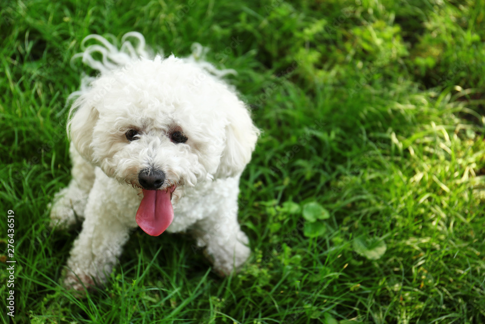 Cute fluffy Bichon Frise dog on green grass in park. Space for text Cute fluffy Bichon Frise dog on green grass in park. Space for text