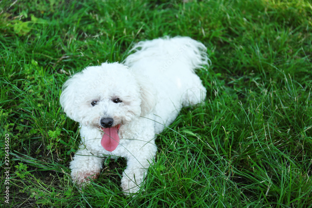 Cute fluffy Bichon Frise dog on green grass in park. Space for text Cute fluffy Bichon Frise dog on green grass in park. Space for text