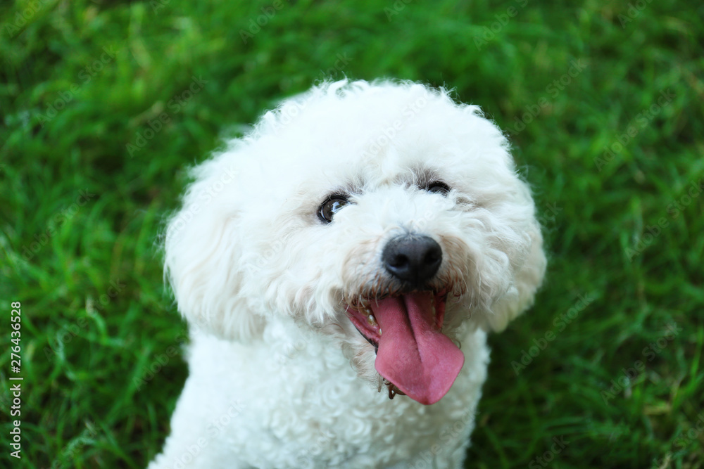 Cute fluffy Bichon Frise dog on green grass in park