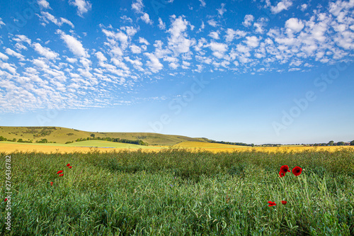 Fields in Sussex on a sunny summers day, with poppy flowers in the foreground