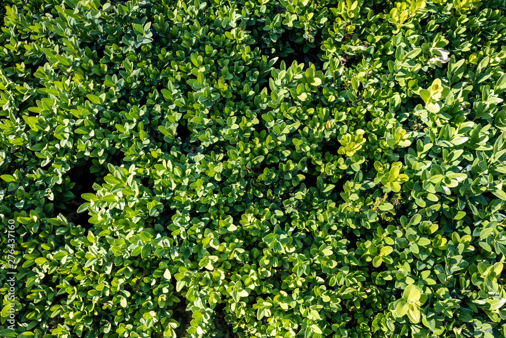 background of green leaves hedge, full frame and close up