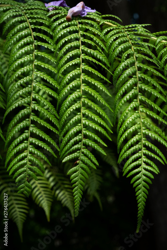 Frond Close Up