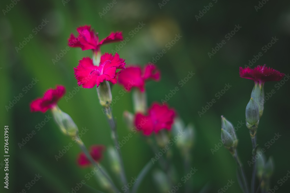 Blumen Blumen
