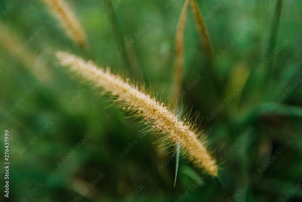 the yellow reeds in the afternoon blends beautifully with the greenery the yellow reeds in the afternoon blends beautifully with the greenery