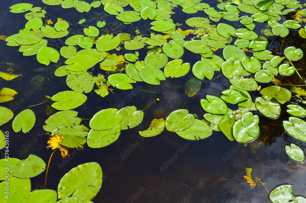 Texture of lake river water with green leaves of lily plants, the back background of blue pure natural water with green waterlily algae leaves Texture of lake river water with green leaves of lily plants, the back background of blue pure natural water with green waterlily algae leaves